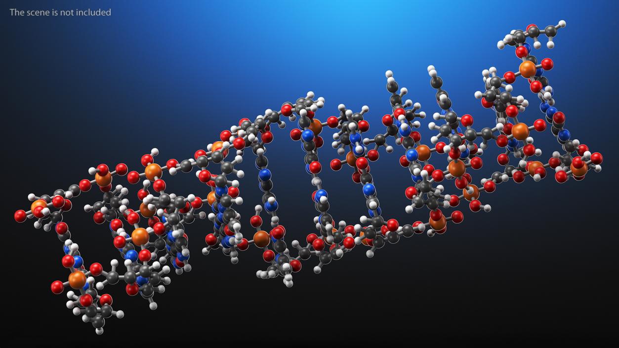 3D Z Form Deoxyribonucleic Acid Structure model