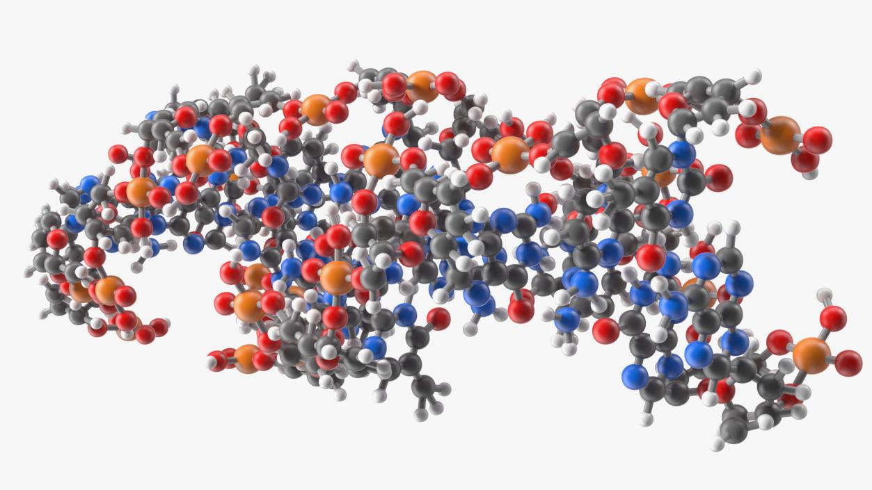 3D Z Form Deoxyribonucleic Acid Structure model