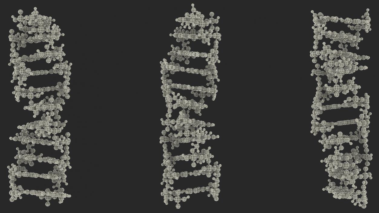 3D Z Form Deoxyribonucleic Acid Structure model