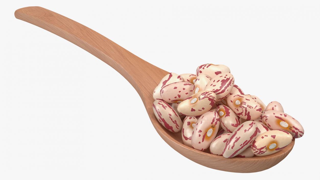 3D Roman Bean In a Wooden Spoon model