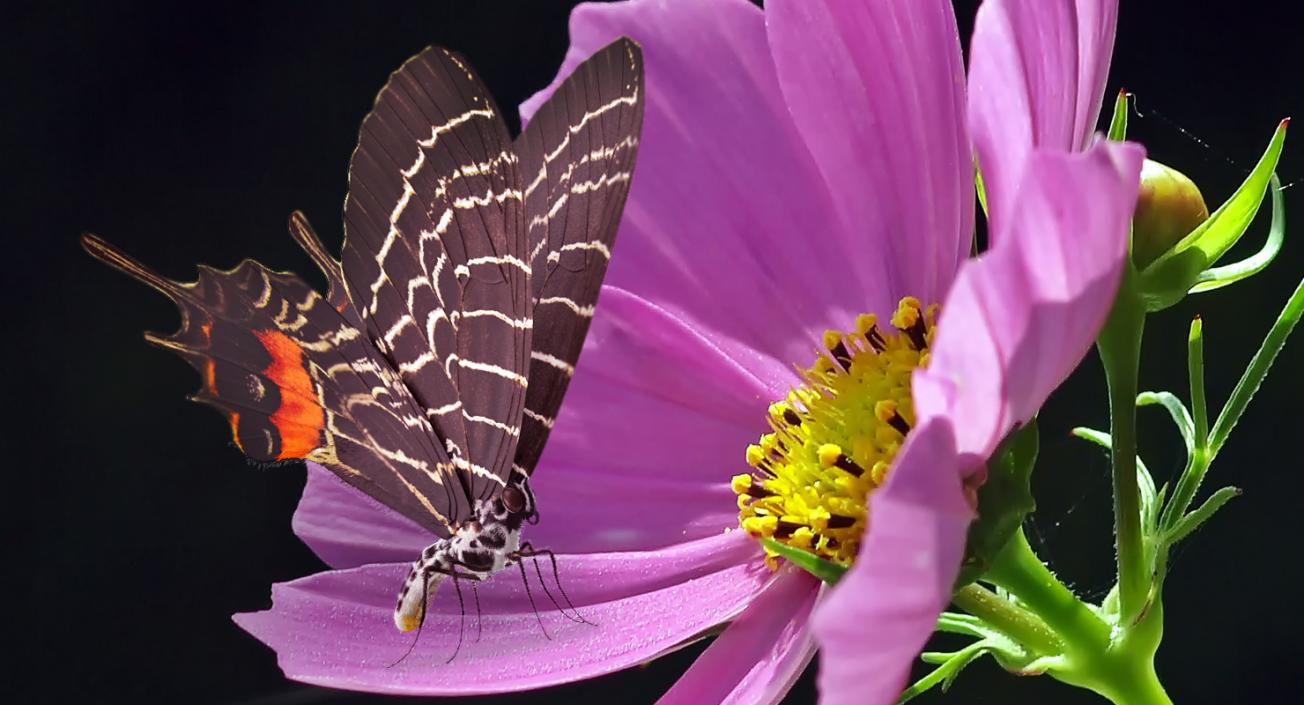 3D Bhutanitis Lidderdalii Butterfly Rigged with Fur model