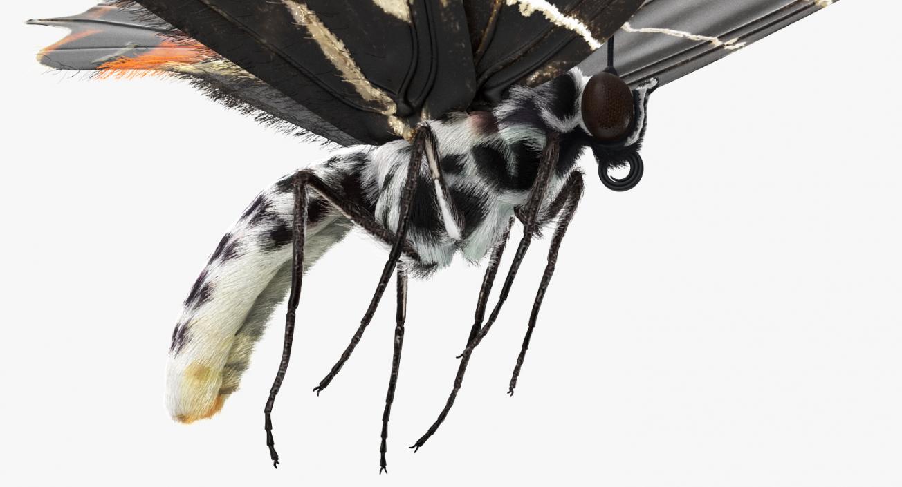 3D Bhutanitis Lidderdalii Butterfly Rigged with Fur model