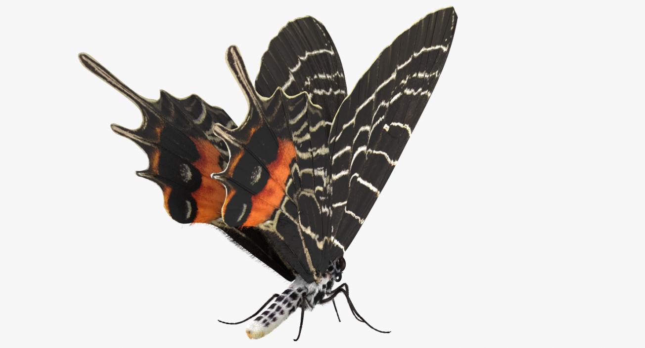 3D Bhutanitis Lidderdalii Butterfly Rigged with Fur model