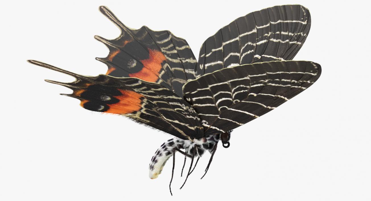 3D Bhutanitis Lidderdalii Butterfly Rigged with Fur model