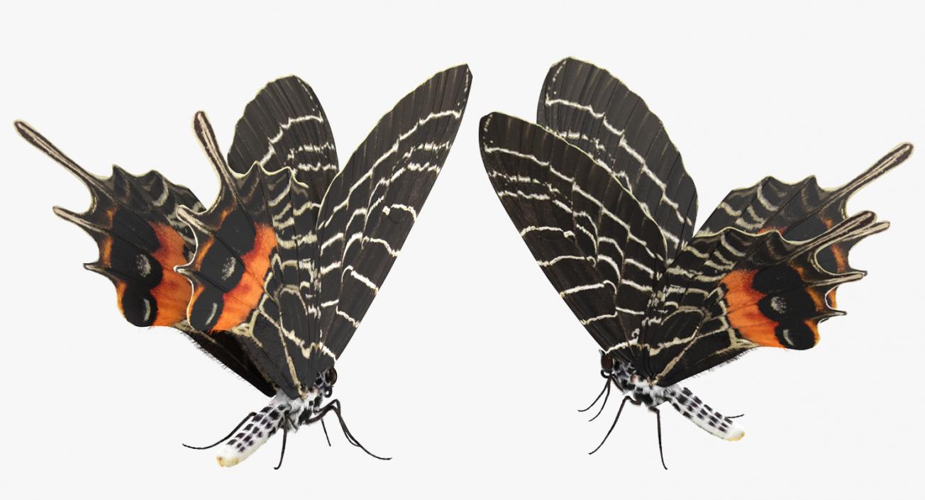 3D Bhutanitis Lidderdalii Butterfly Rigged with Fur model