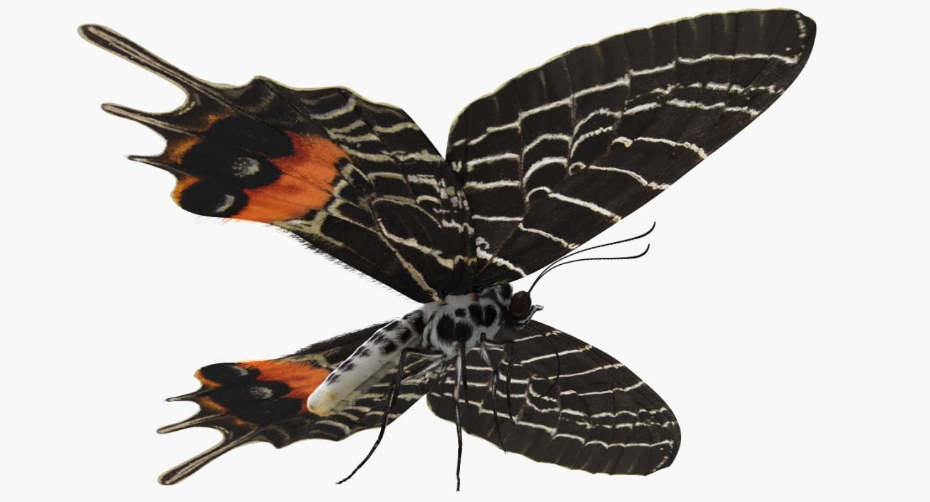 3D Bhutanitis Lidderdalii Butterfly Rigged with Fur model