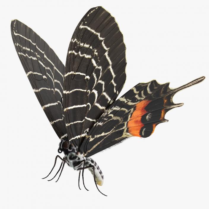 3D Bhutanitis Lidderdalii Butterfly Rigged with Fur model