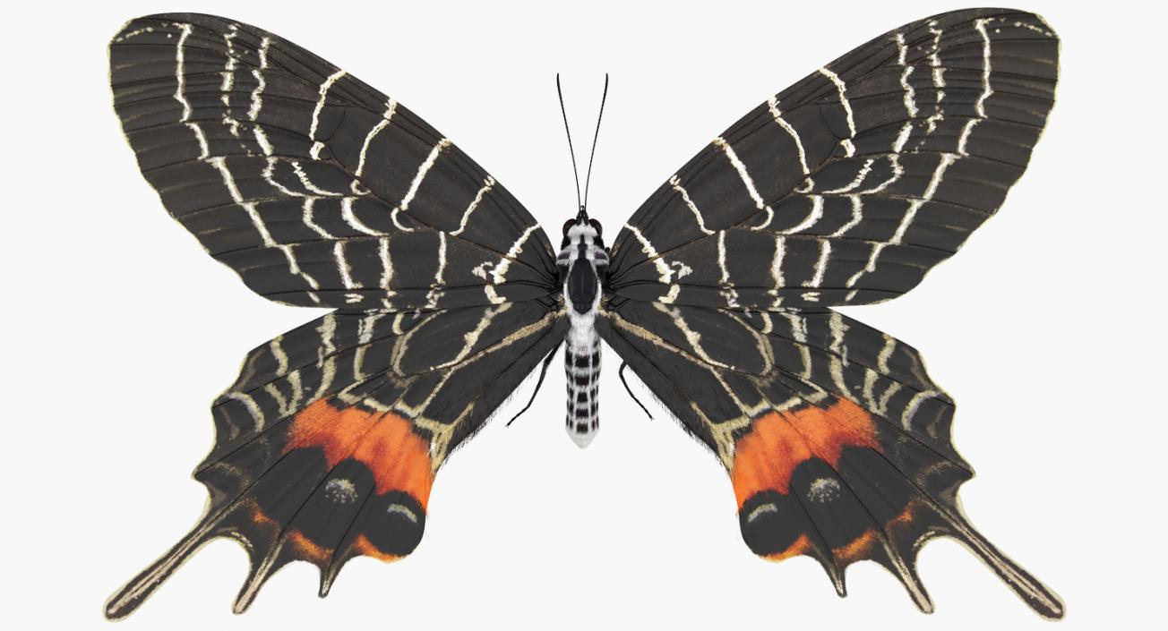 3D Bhutanitis Lidderdalii Butterfly Rigged with Fur model