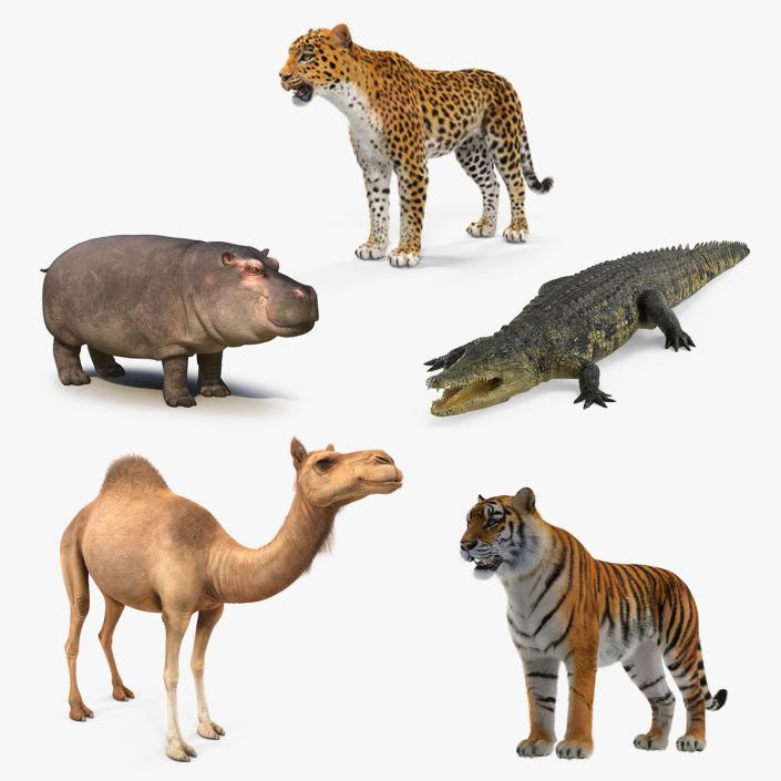 3D African Animals 3D Models Collection 2 model