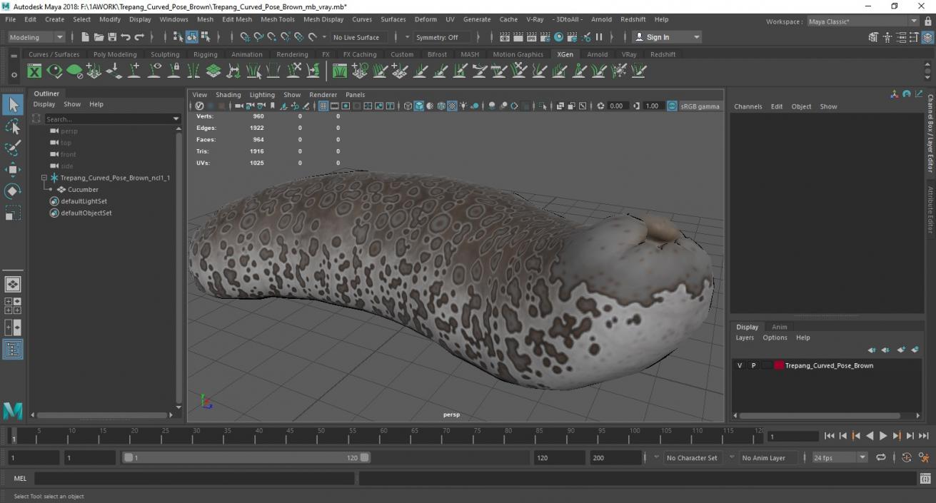 3D model Trepang Curved Pose Brown