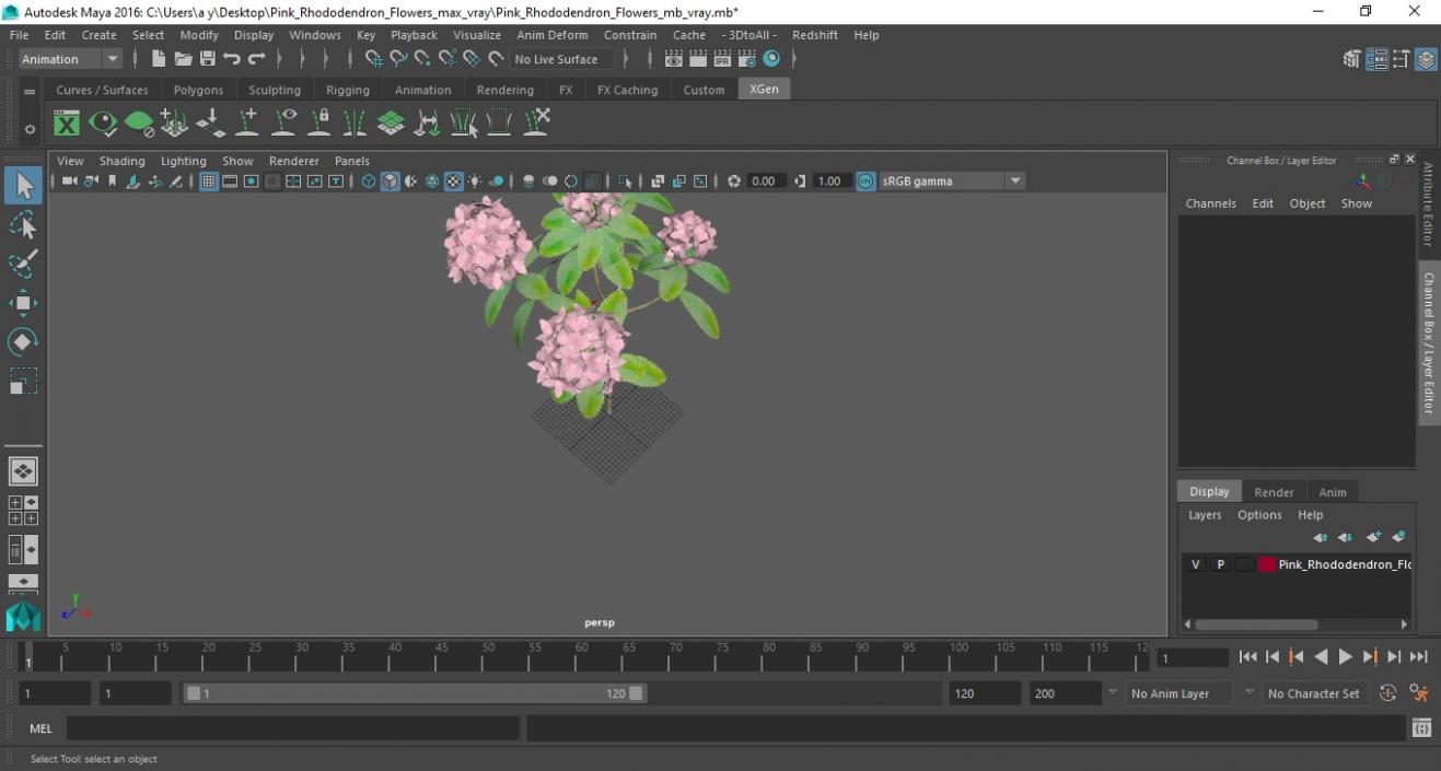 3D model Pink Rhododendron Flowers