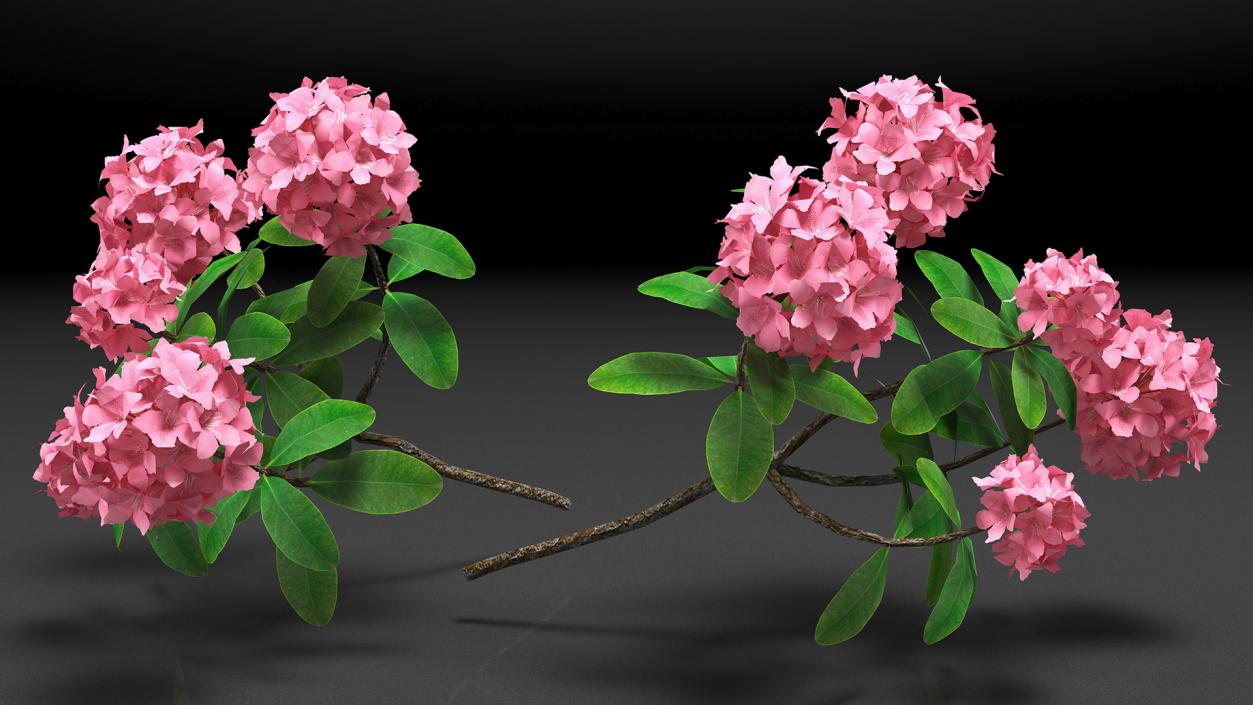 3D model Pink Rhododendron Flowers