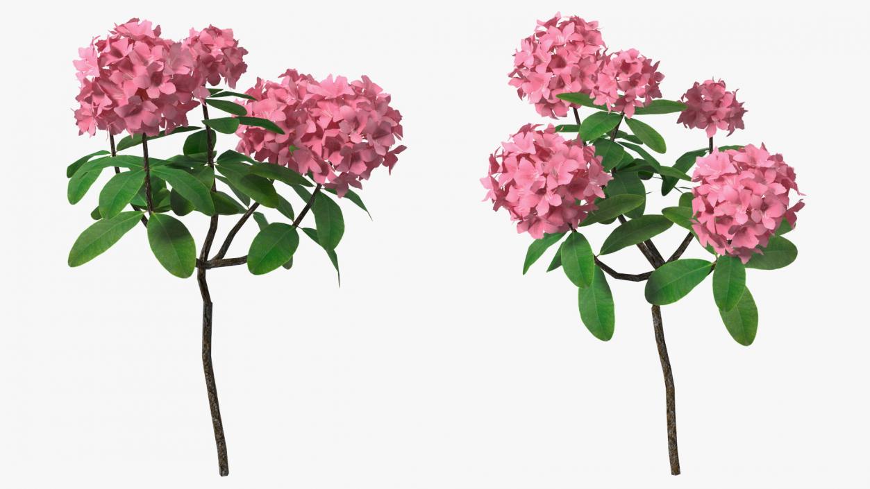 3D model Pink Rhododendron Flowers