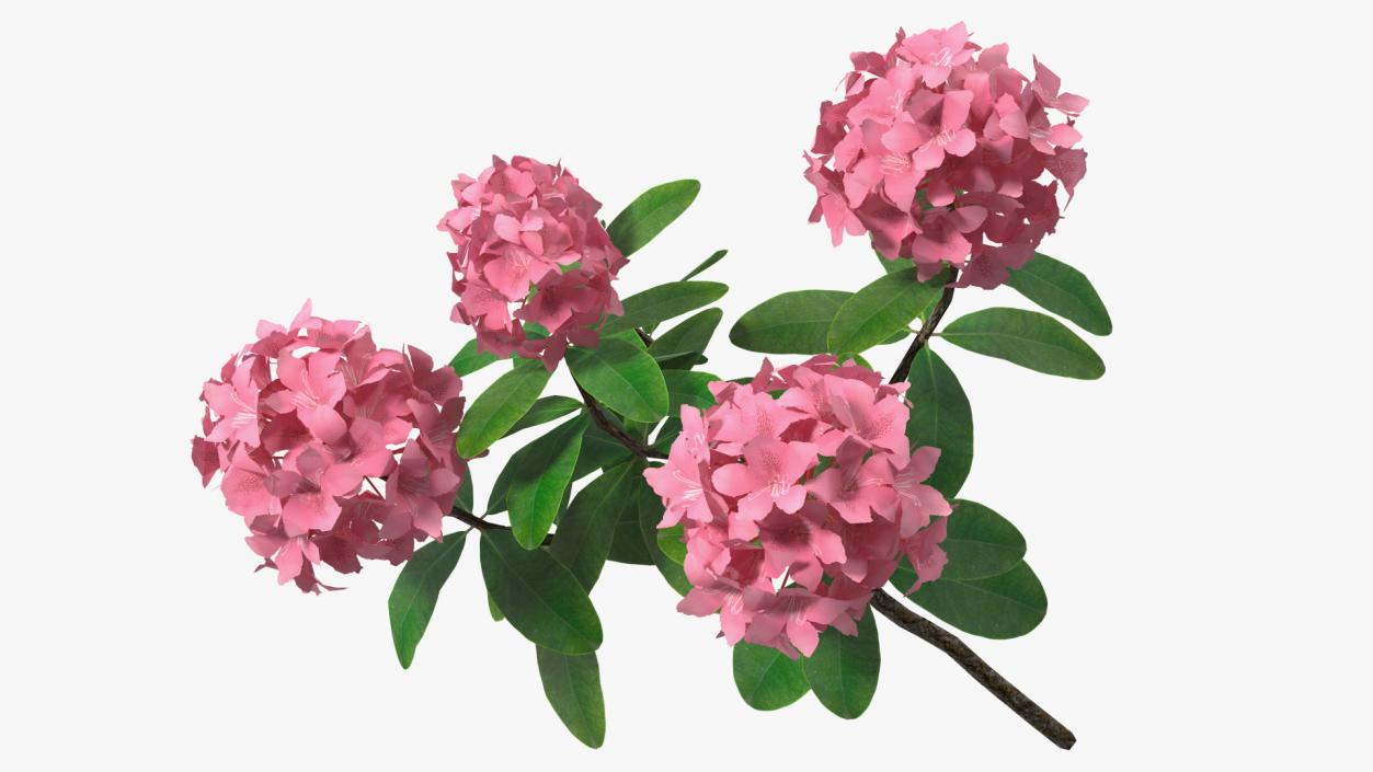 3D model Pink Rhododendron Flowers