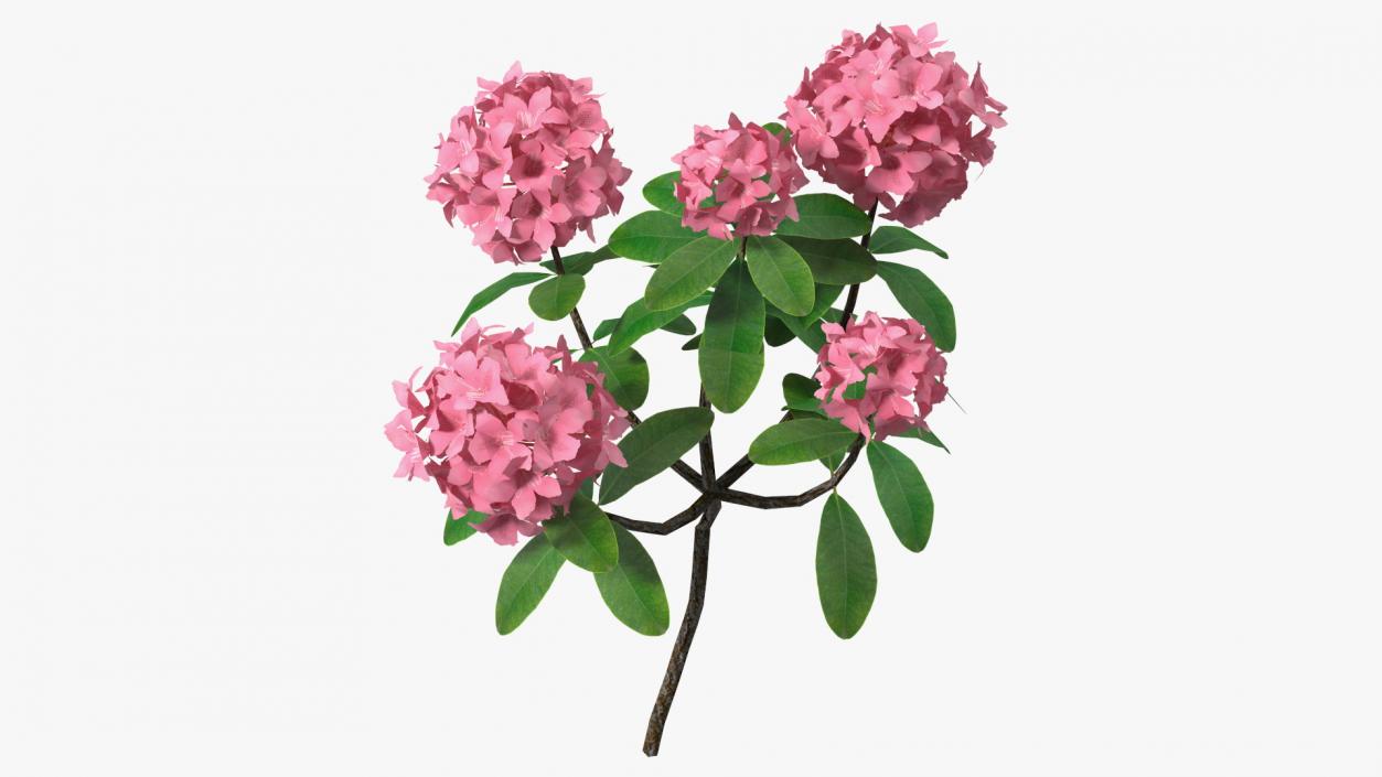 3D model Pink Rhododendron Flowers