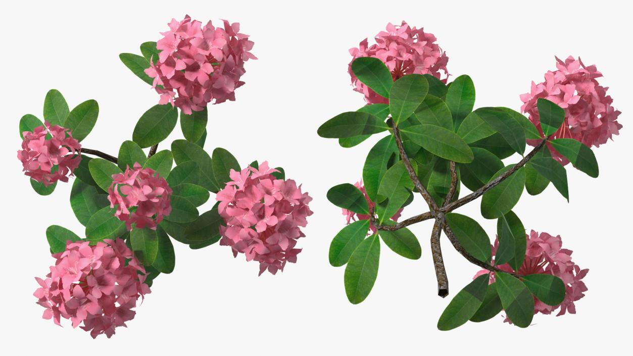 3D model Pink Rhododendron Flowers