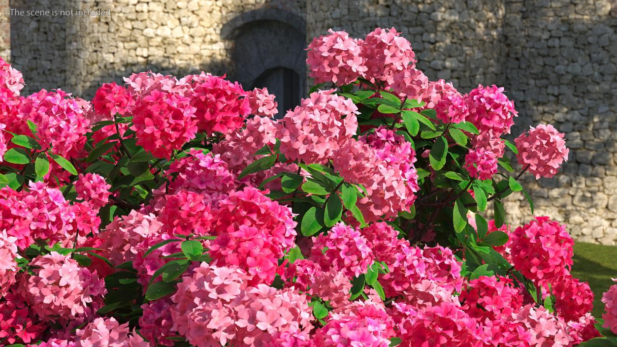 3D model Pink Rhododendron Flowers