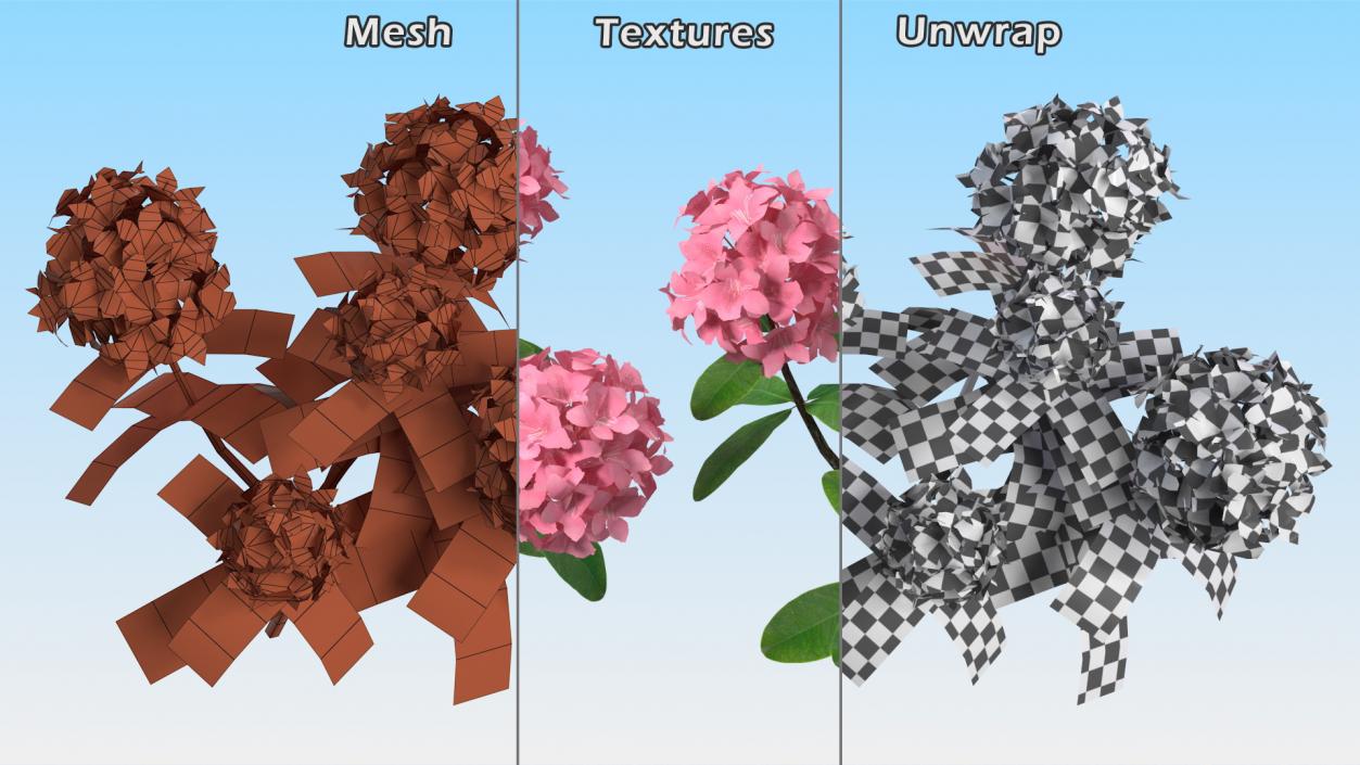 3D model Pink Rhododendron Flowers