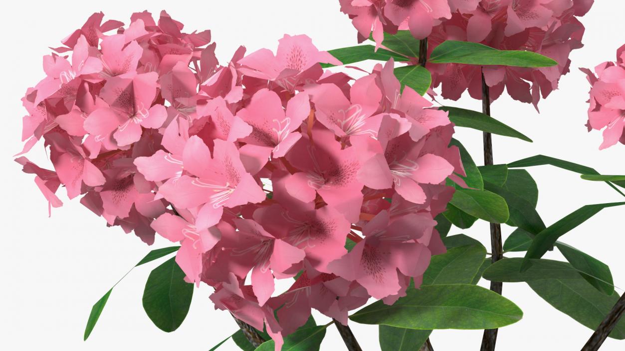 3D model Pink Rhododendron Flowers