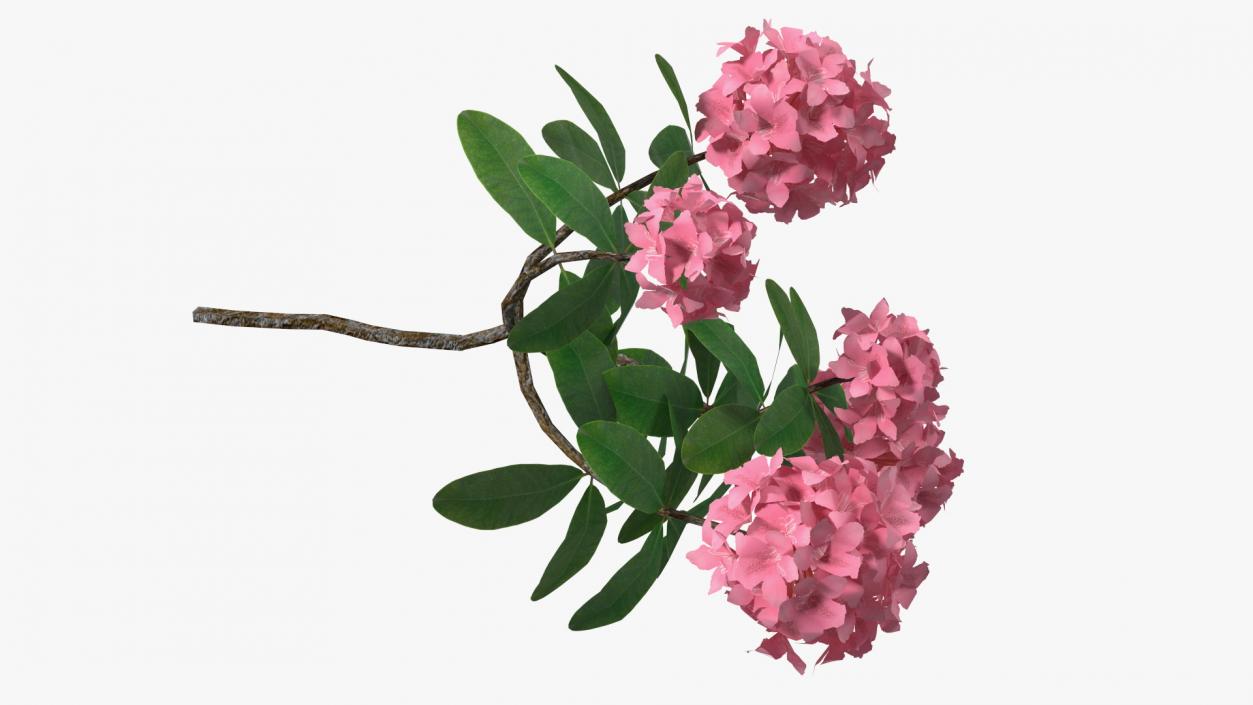 3D model Pink Rhododendron Flowers