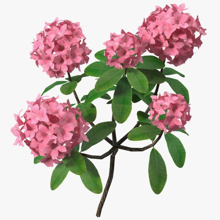 3D model Pink Rhododendron Flowers