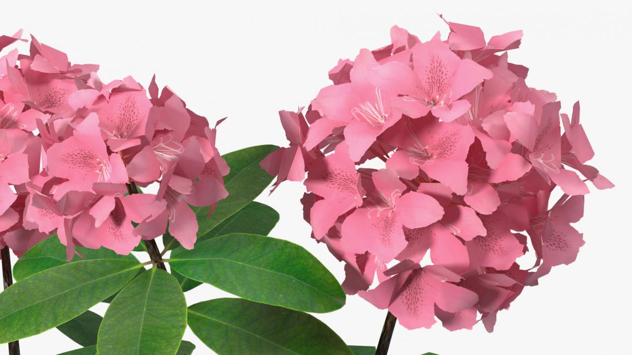 3D model Pink Rhododendron Flowers