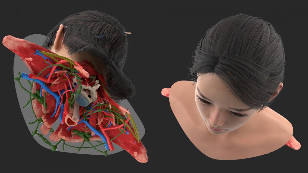 Head skin and Anatomy Asian Female 3D model