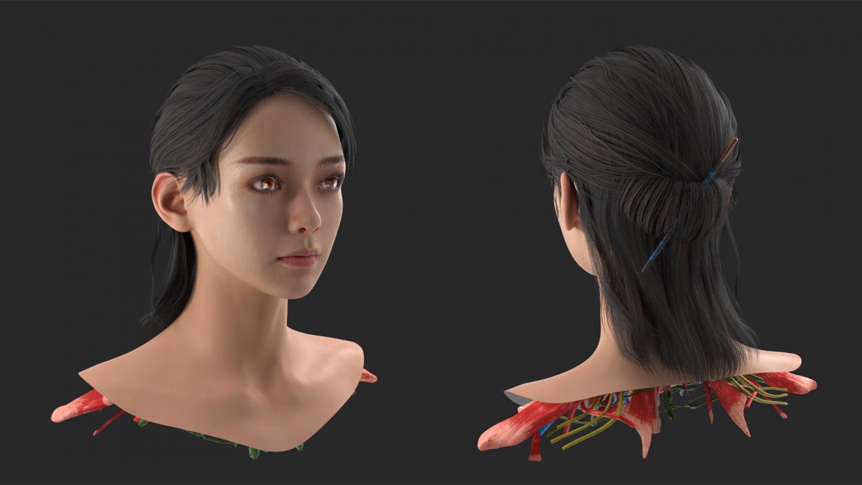 Head skin and Anatomy Asian Female 3D model