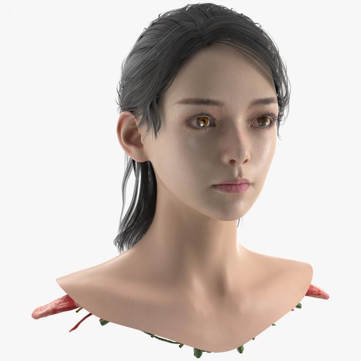 Head skin and Anatomy Asian Female 3D model