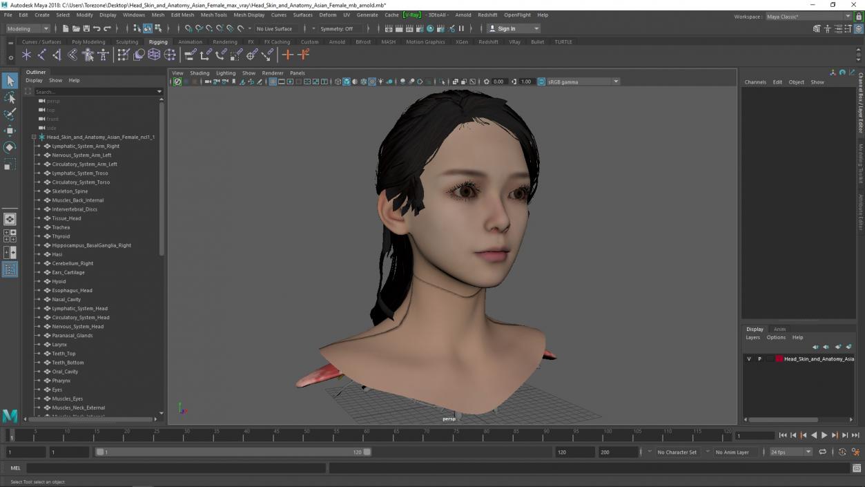 Head skin and Anatomy Asian Female 3D model