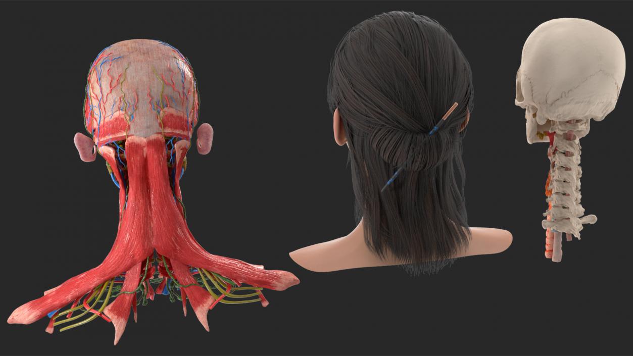 Head skin and Anatomy Asian Female 3D model