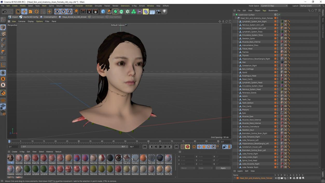 Head skin and Anatomy Asian Female 3D model