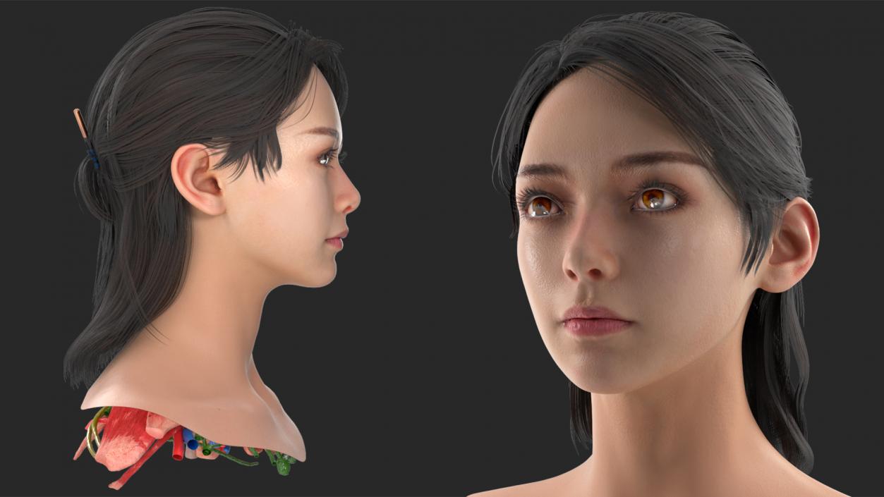 Head skin and Anatomy Asian Female 3D model