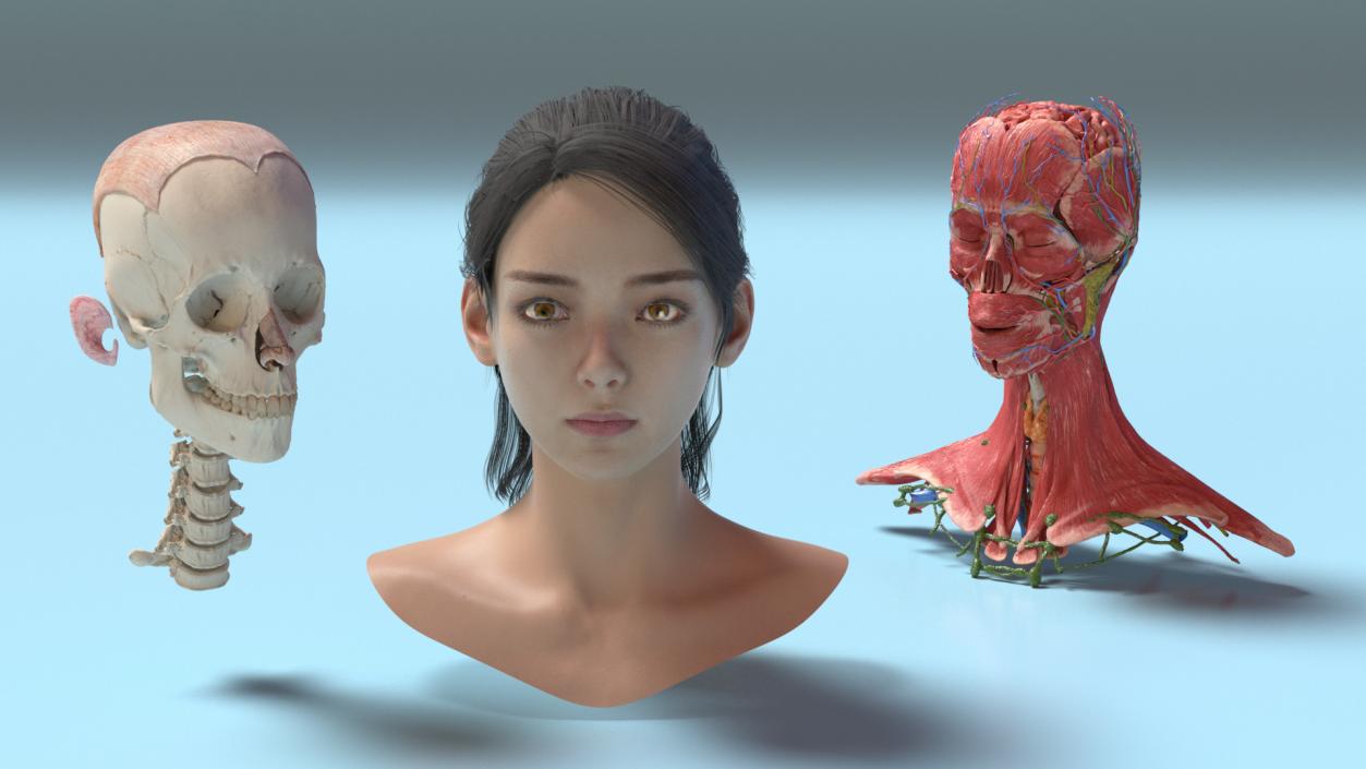 Head skin and Anatomy Asian Female 3D model