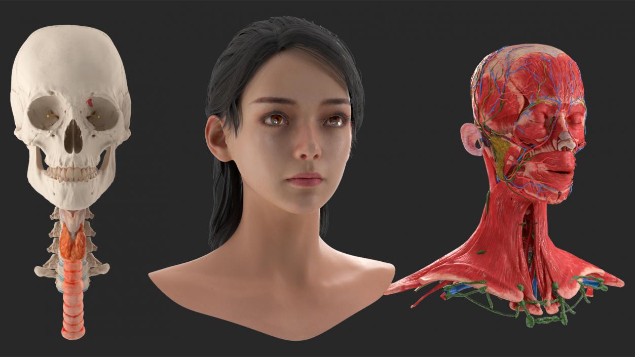 Head skin and Anatomy Asian Female 3D model