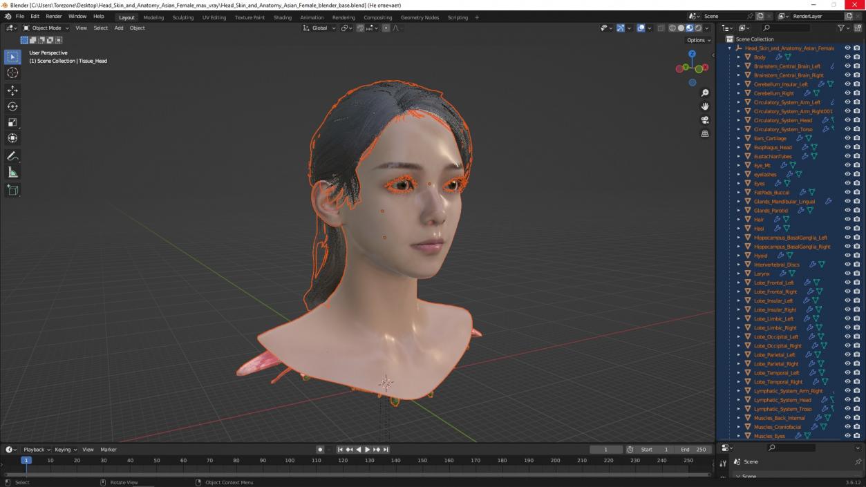 Head skin and Anatomy Asian Female 3D model