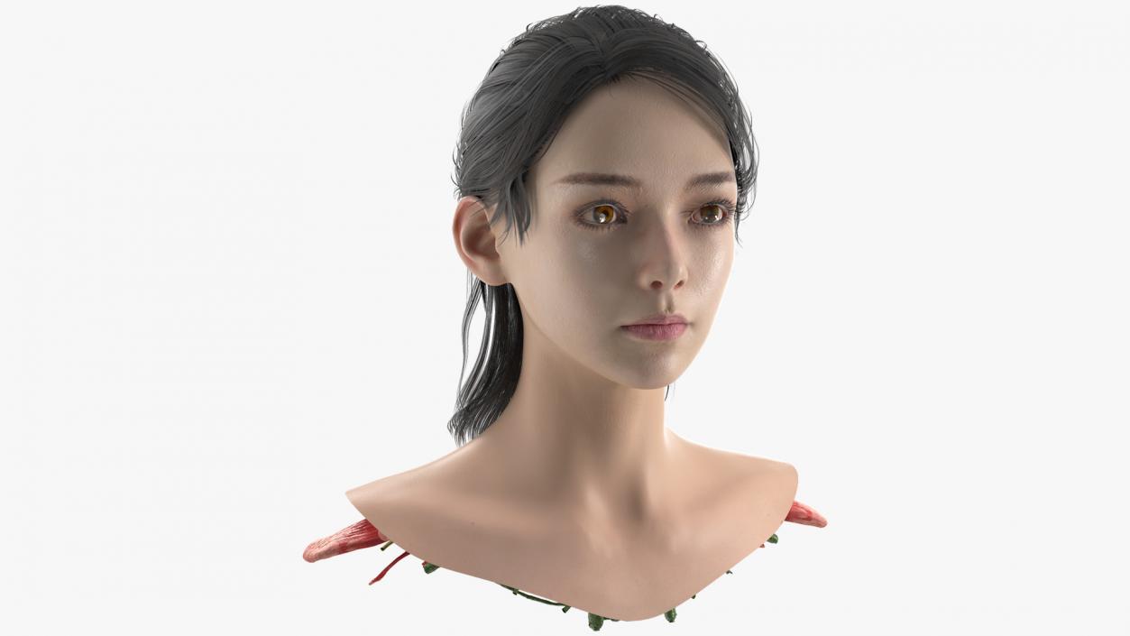 Head skin and Anatomy Asian Female 3D model