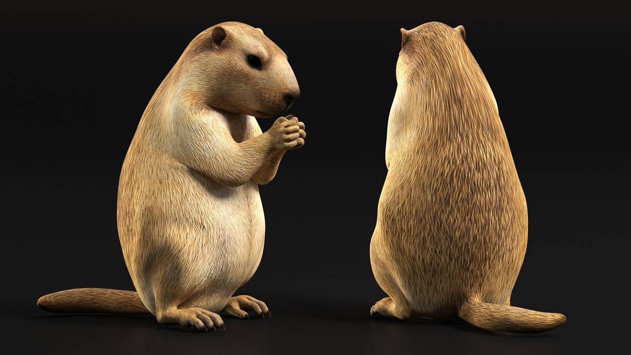 3D model Alpine Marmot Eating Pose