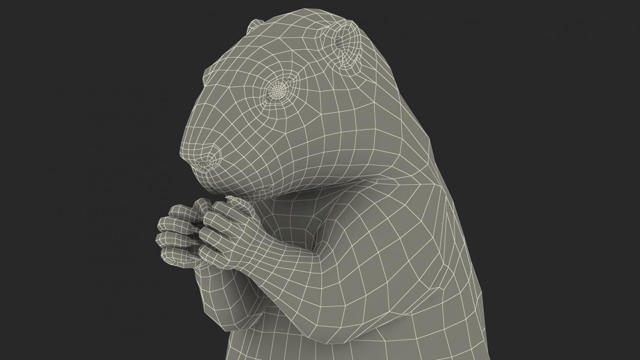 3D model Alpine Marmot Eating Pose