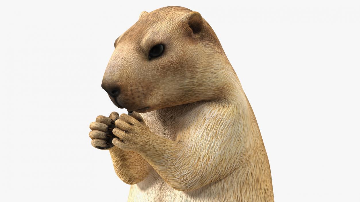 3D model Alpine Marmot Eating Pose