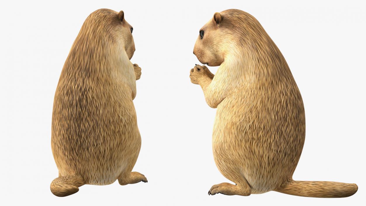 3D model Alpine Marmot Eating Pose