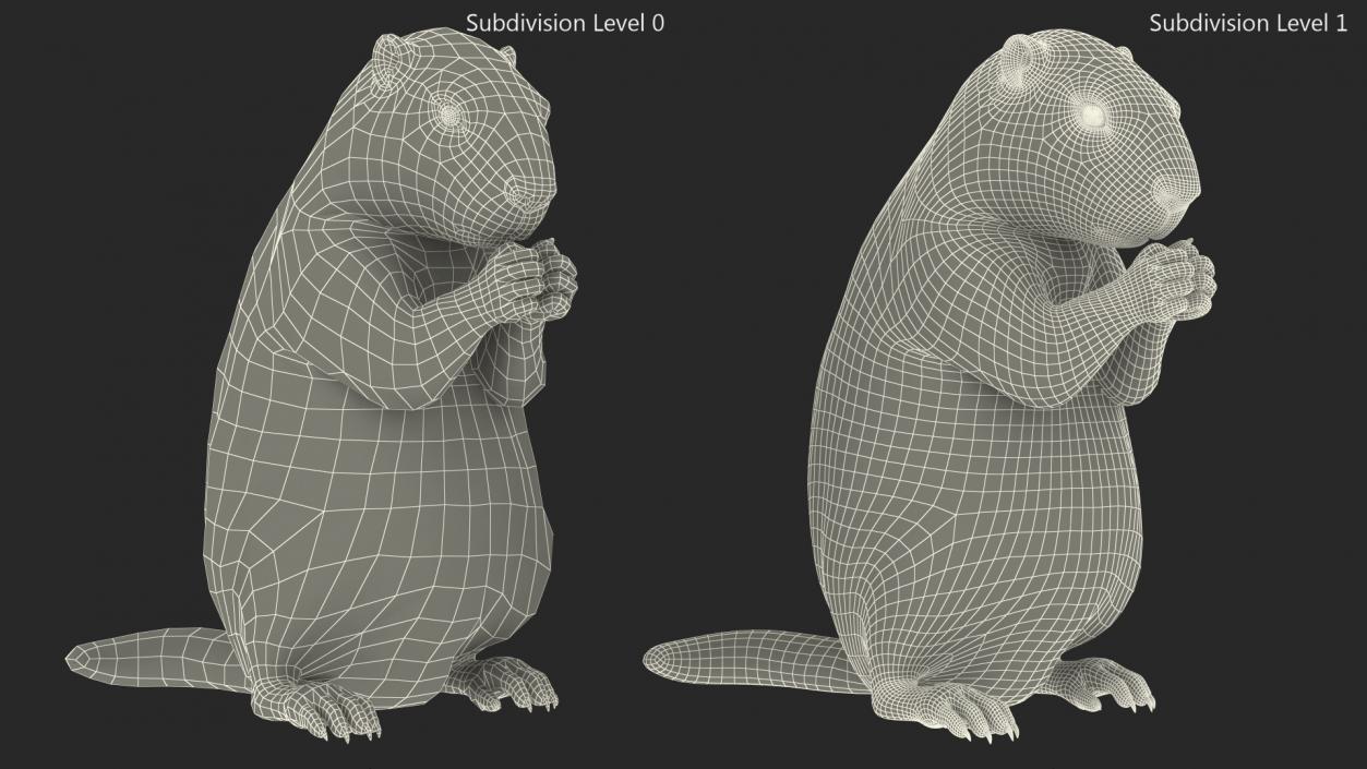 3D model Alpine Marmot Eating Pose