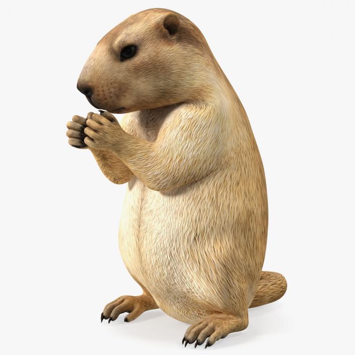 3D model Alpine Marmot Eating Pose