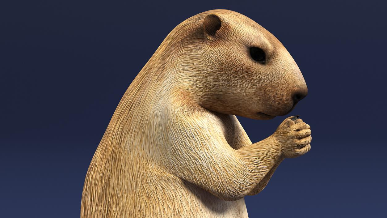 3D model Alpine Marmot Eating Pose