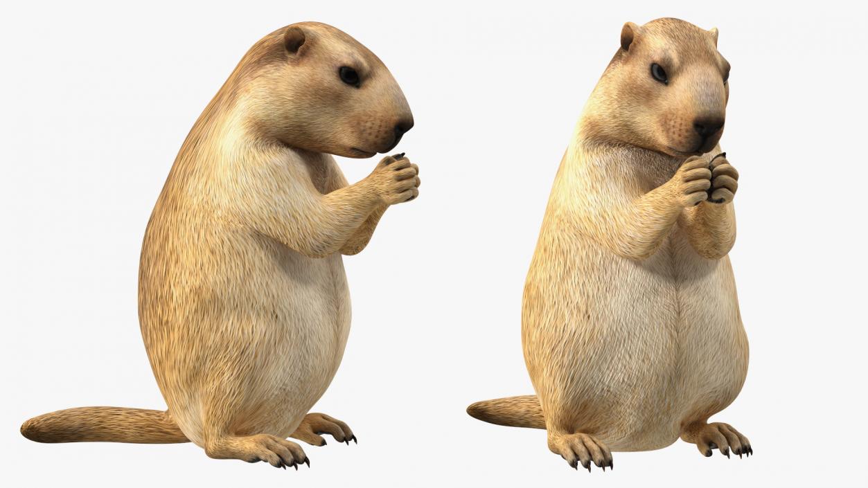 3D model Alpine Marmot Eating Pose