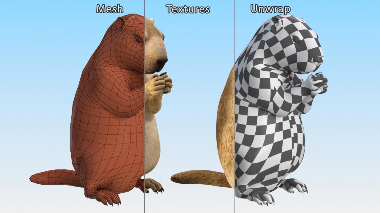 3D model Alpine Marmot Eating Pose