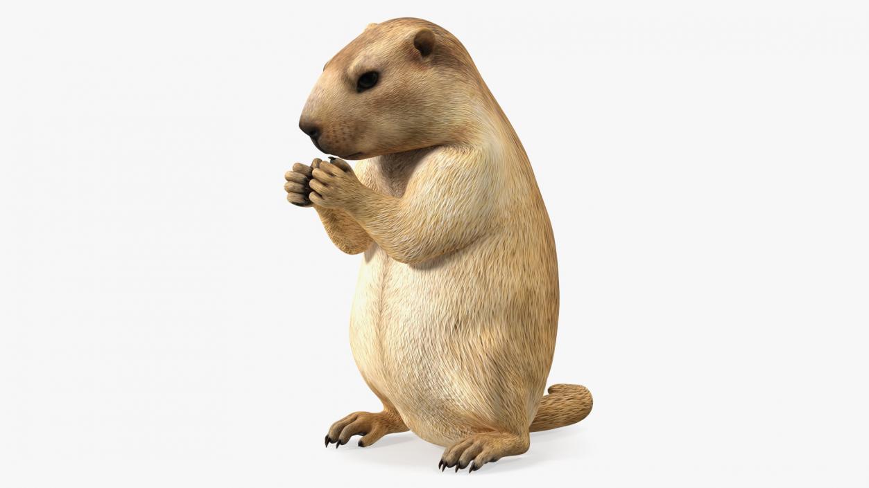 3D model Alpine Marmot Eating Pose