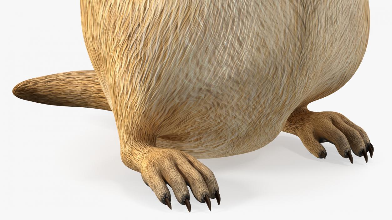 3D model Alpine Marmot Eating Pose