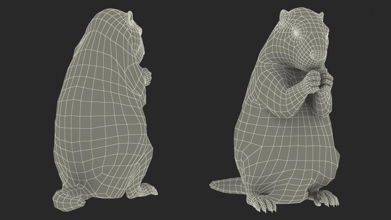 3D model Alpine Marmot Eating Pose