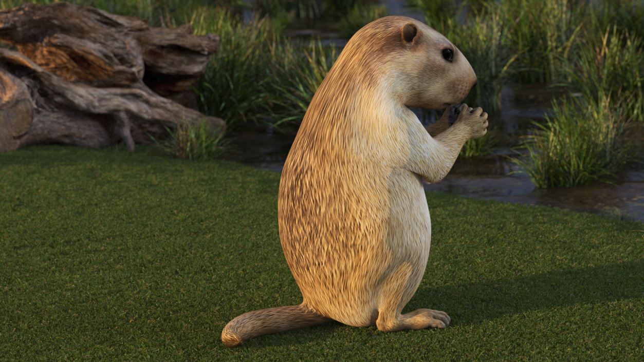 3D model Alpine Marmot Eating Pose